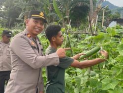 Kapolsek Ndona Bersama Masyarakat Gelar Panen Kacang Panjang Dan Mentimun di Kebun Yang Dikelola Bhabinkamtibmas