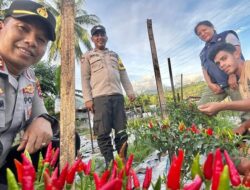 Dukung Ketahanan Pangan, Polsek Ndona Panen Perdana Cabai di Lahan Percontohan