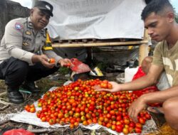 Polsek Ndona Dukung Ketahanan Pangan Nasional Lewat Panen Tomat di Lokoboko