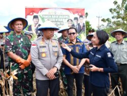 Di Ladang Harapan: Saat Jagung Menyatukan NTT Menuju Lumbung Pangan Nasional