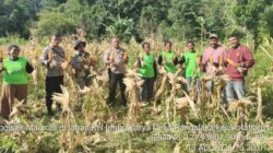 Kelompok Tani Limbu Karya dan Polsek Maurole Gelar Panen Perdana Jagung Hibrida, Hasil Capai 1 Ton