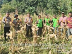 Kelompok Tani Limbu Karya dan Polsek Maurole Gelar Panen Perdana Jagung Hibrida, Hasil Capai 1 Ton
