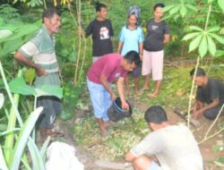 Yayasan Tananua Flores Dampingi Petani Ende Kembangkan Pertanian Organik Berkelanjutan